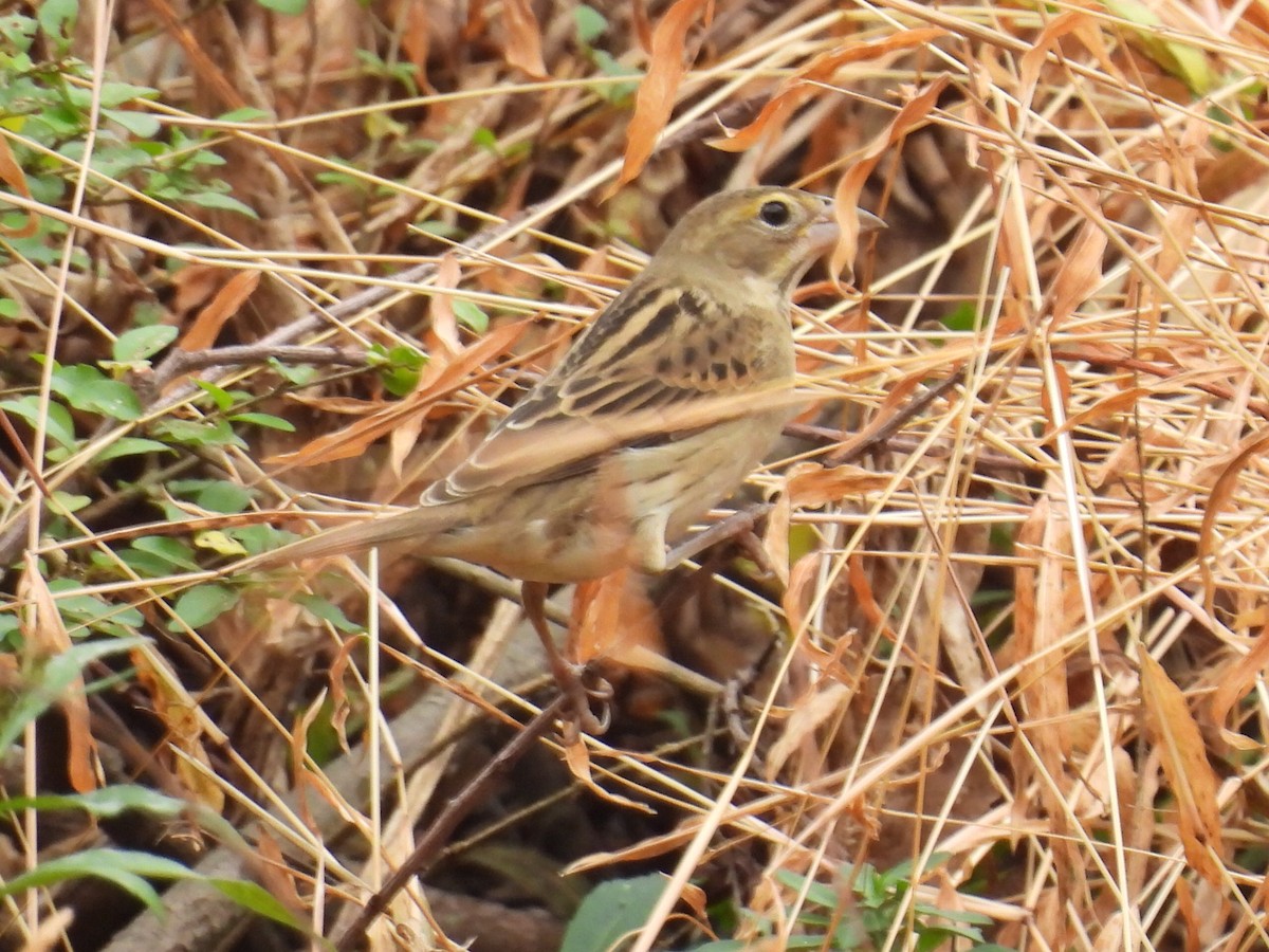 Dickcissel - ML645552619
