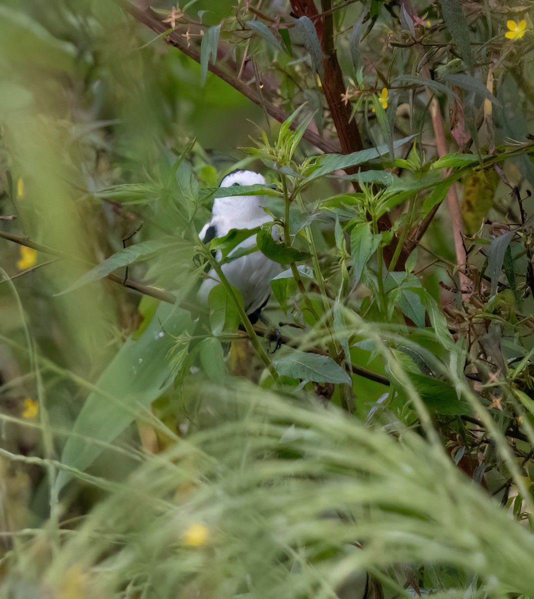 Moucherolle pie - ML645552627