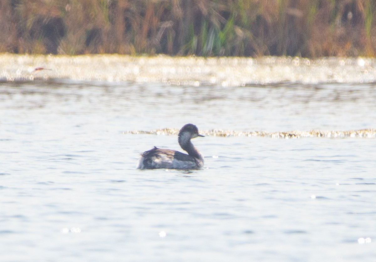 Черношейная поганка - ML645552642