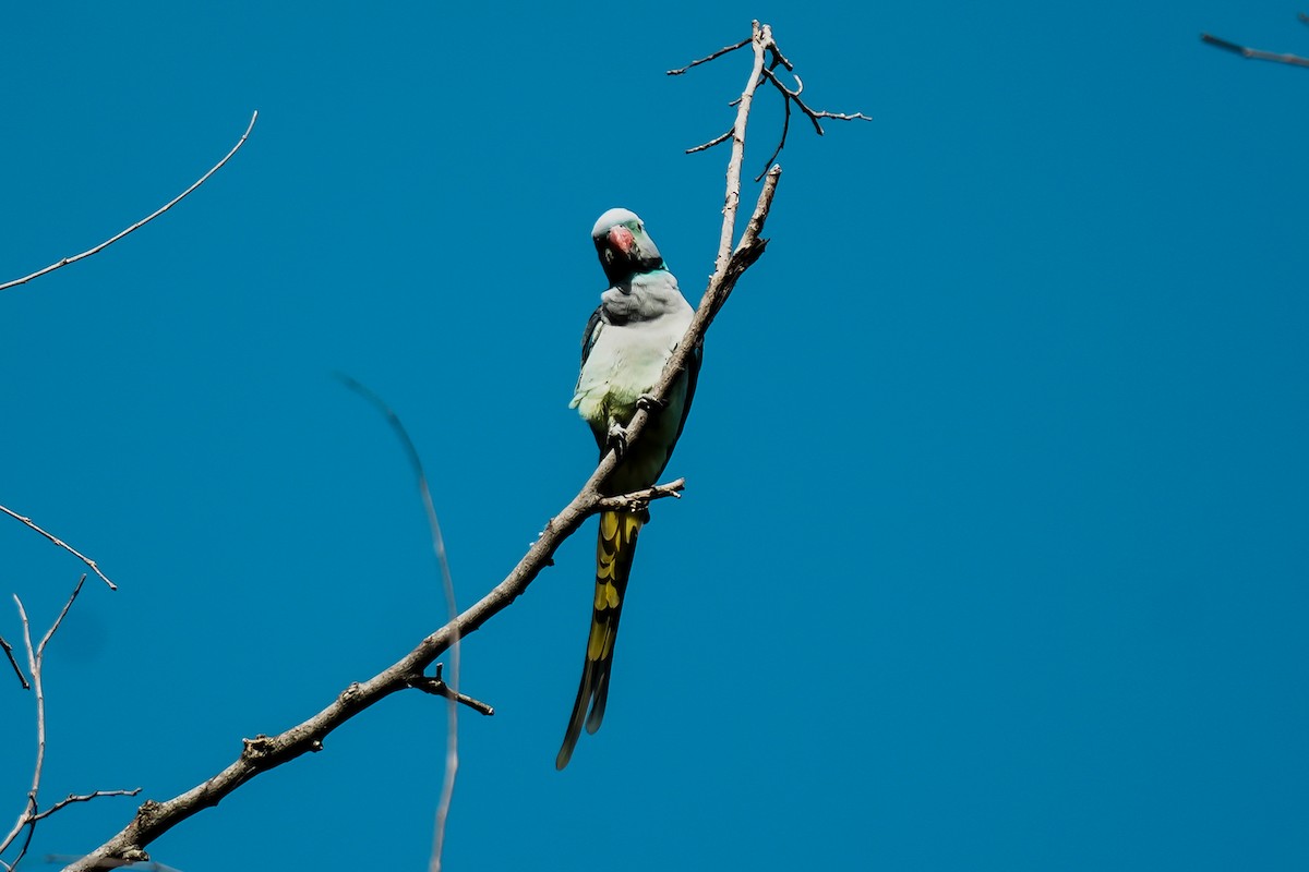 Malabar Parakeet - ML645552654