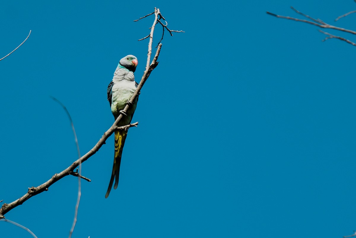 Malabar Parakeet - ML645552655