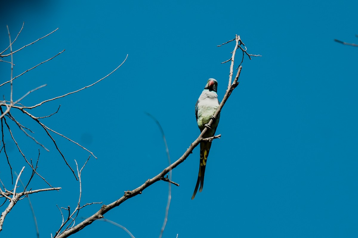 Malabar Parakeet - ML645552656