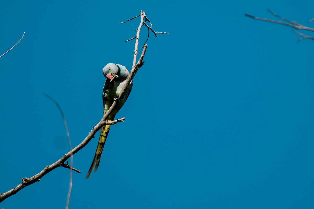 Malabar Parakeet - ML645552657