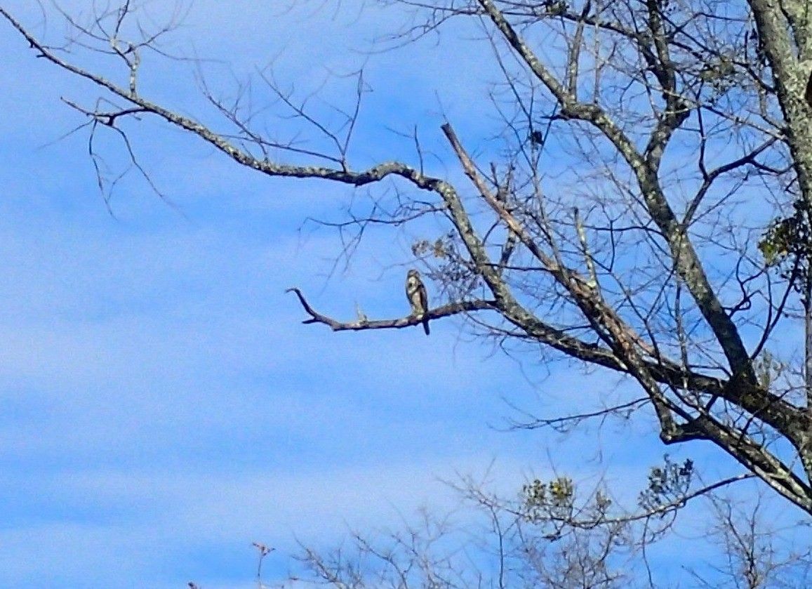Cooper's Hawk - ML645552661
