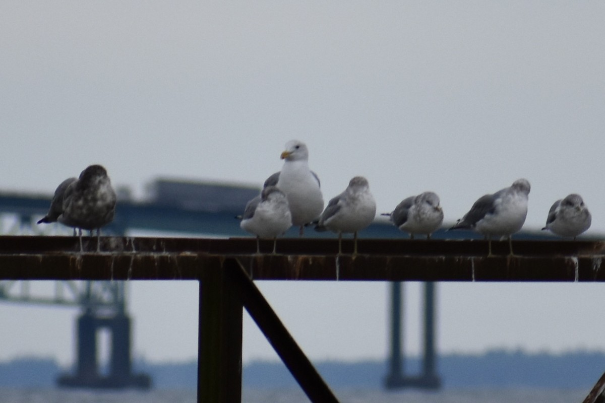 アメリカオオセグロカモメ - ML645552664