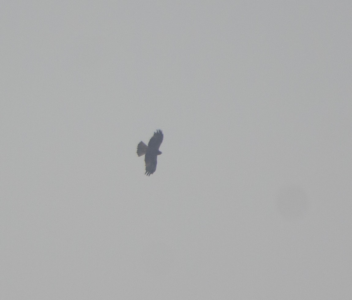 Орёл-карлик - ML645552665