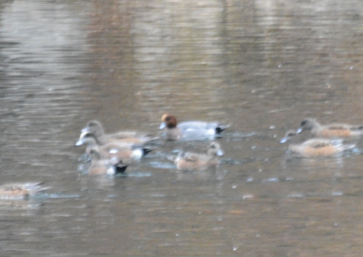 Eurasian Wigeon - ML645552672