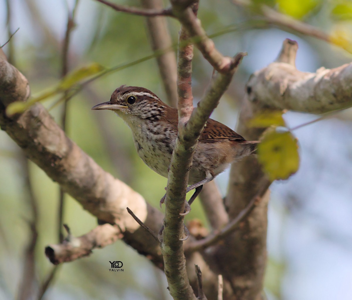 Banded Wren - ML645552680