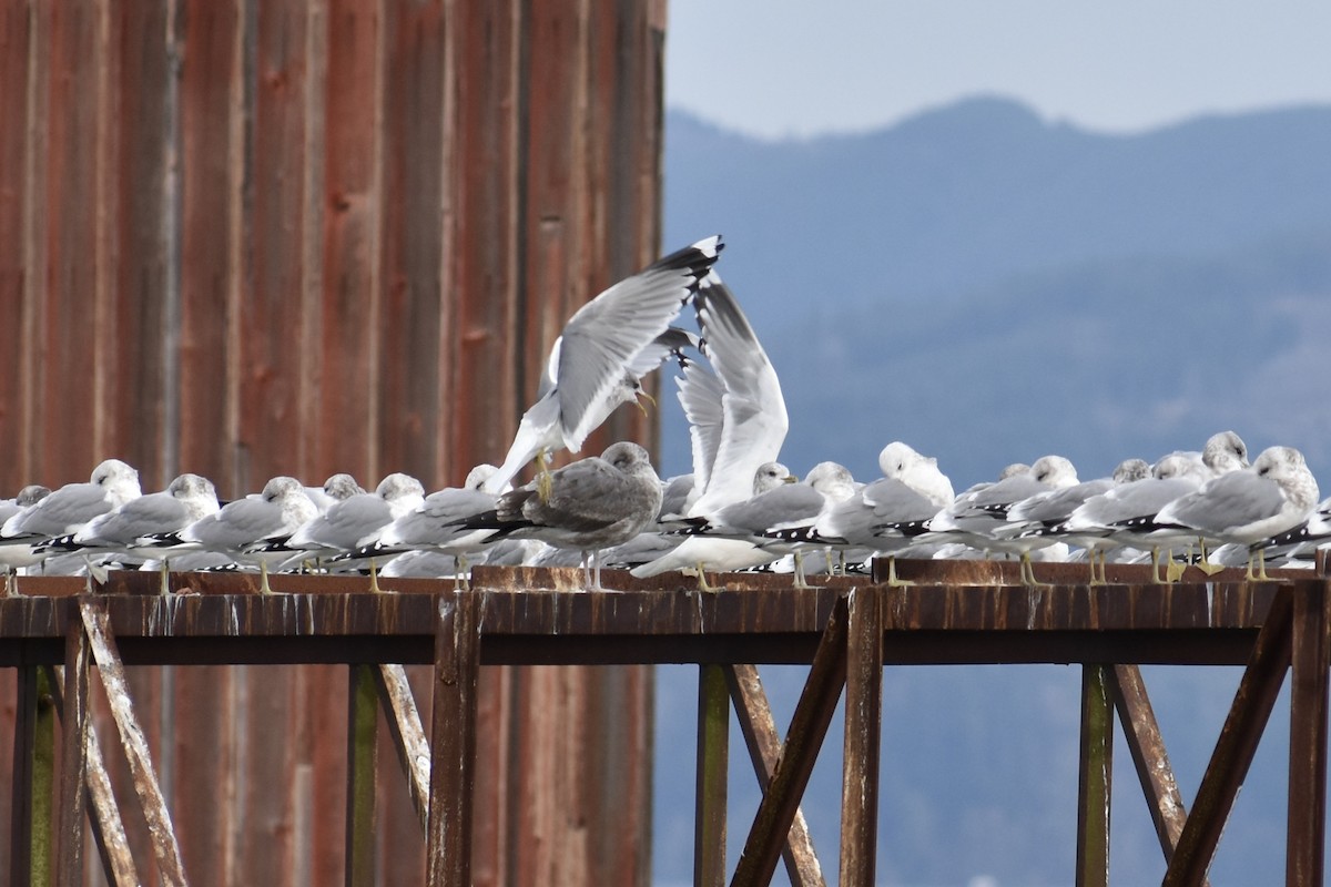 アメリカオオセグロカモメ - ML645552685