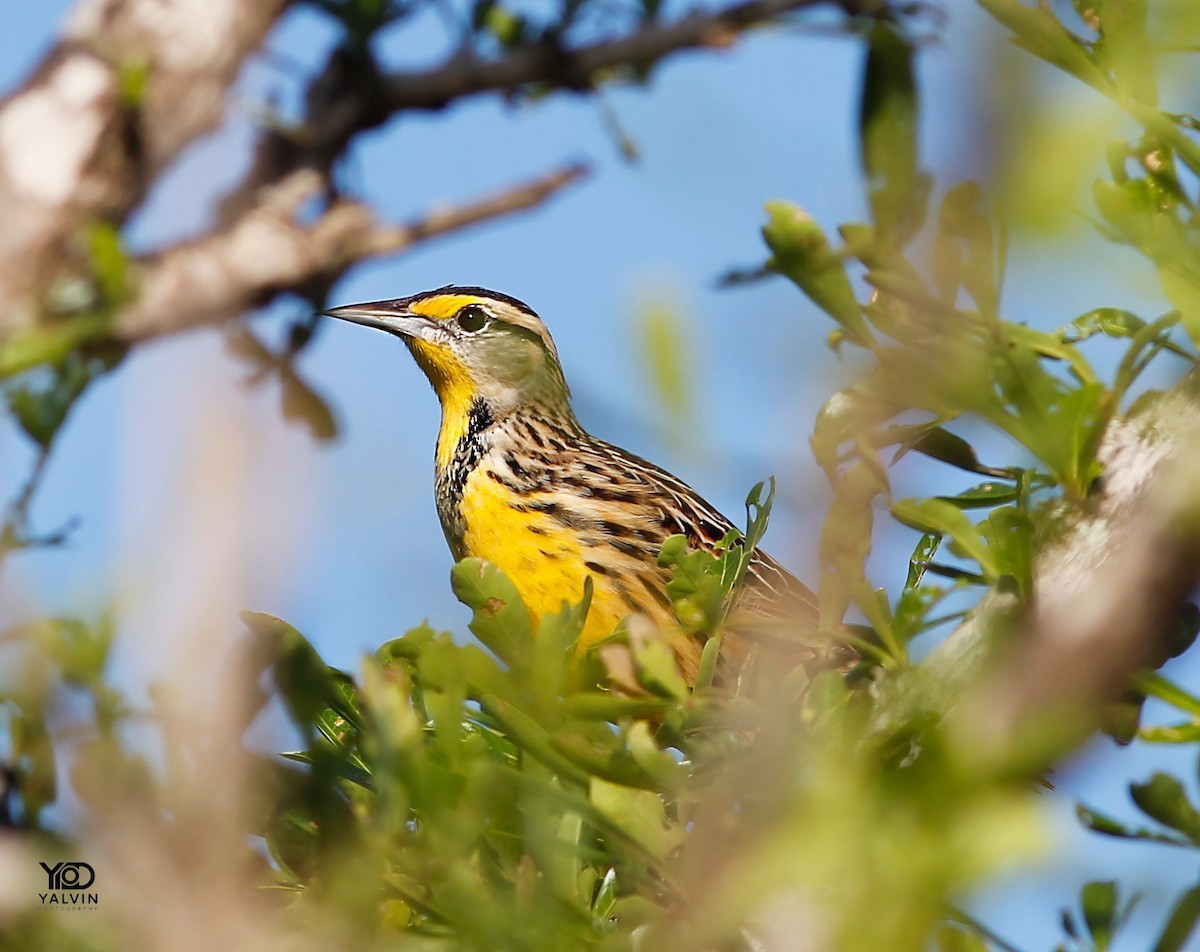Eastern Meadowlark - ML645552689