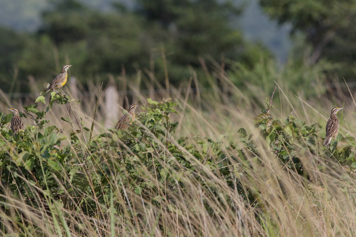Eastern Meadowlark - ML645552697