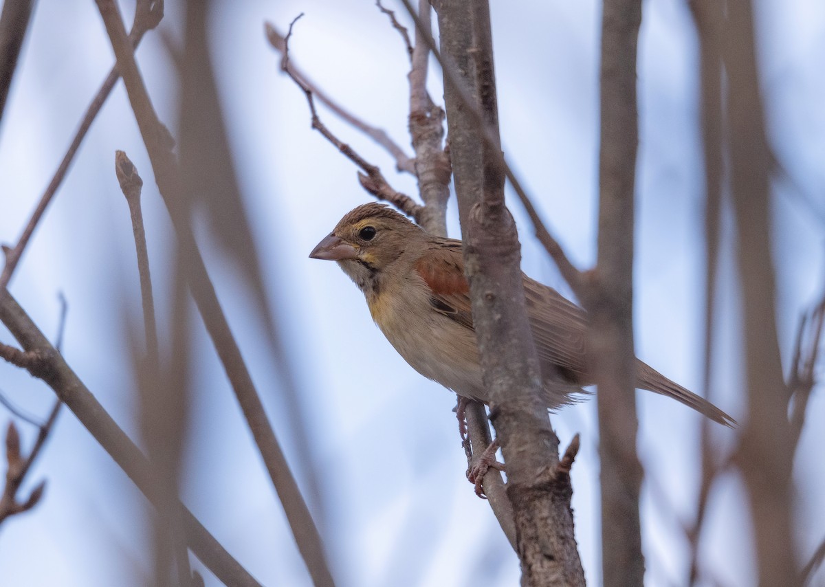 papežík americký - ML645552745