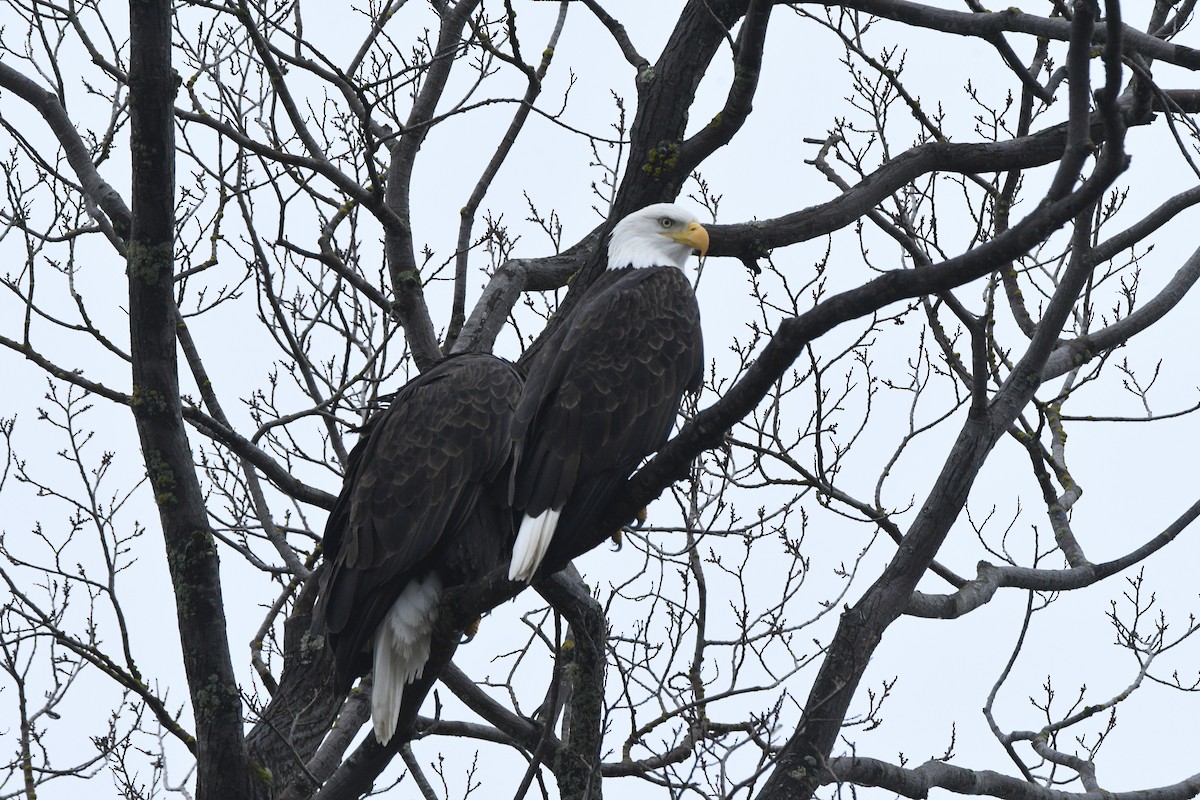 Bald Eagle - ML645552749