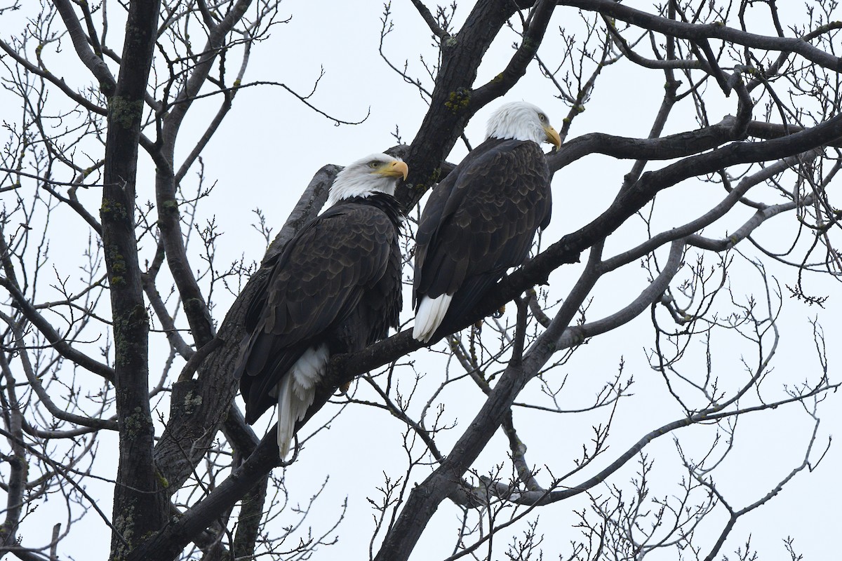 Bald Eagle - ML645552750