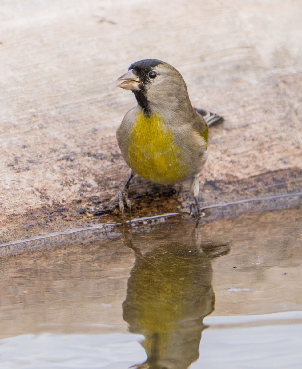 Lawrence's Goldfinch - ML645552752