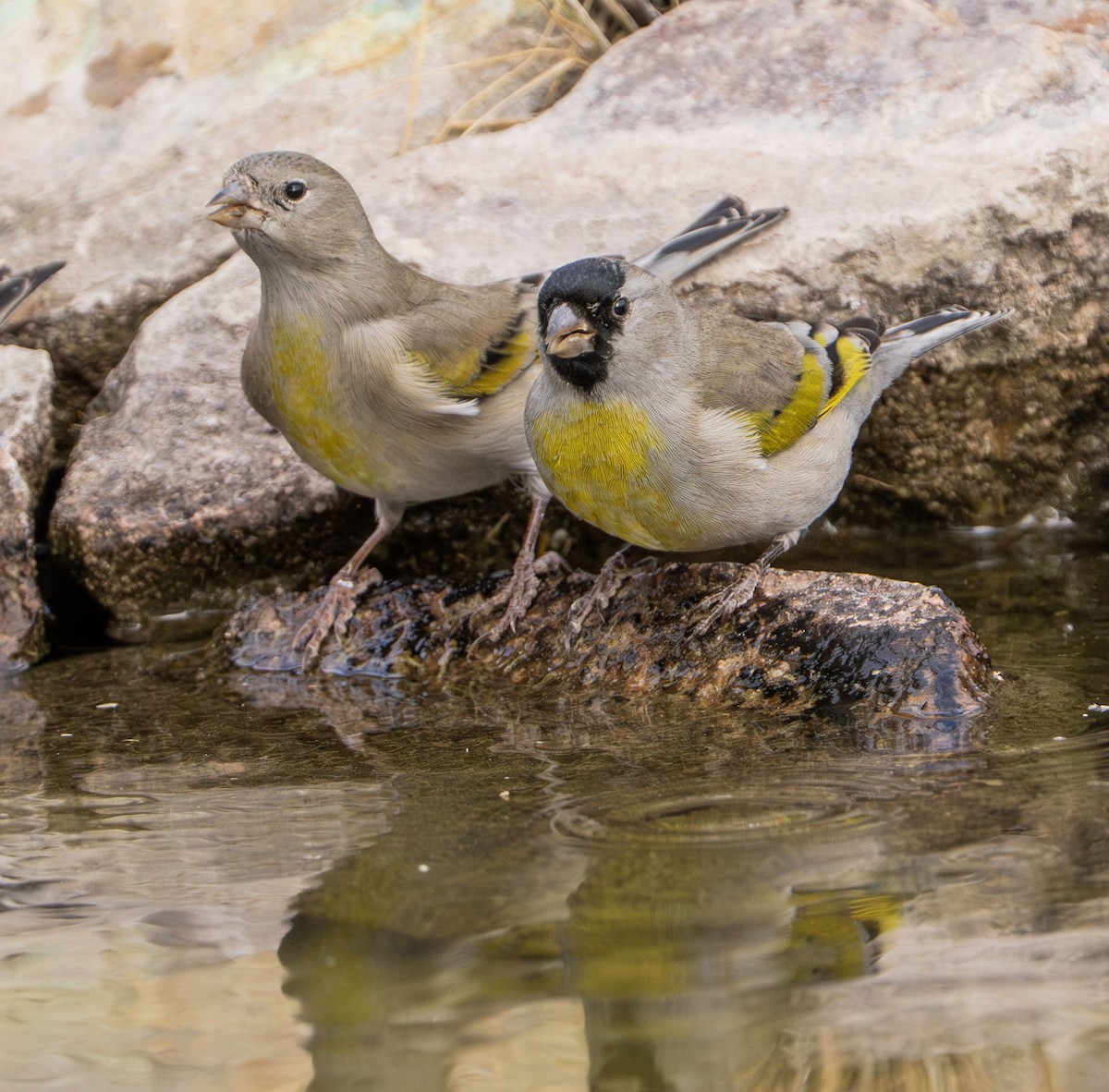 Lawrence's Goldfinch - ML645552753