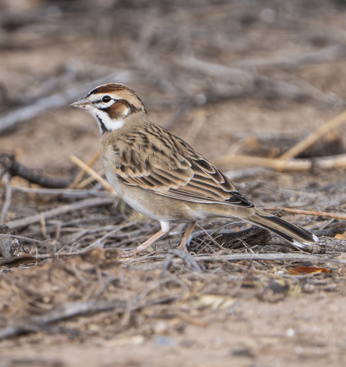 Lark Sparrow - ML645552762