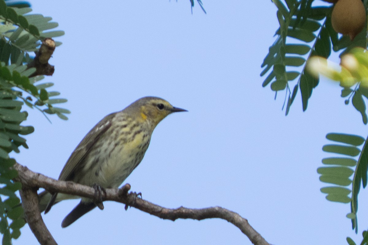 ホオアカアメリカムシクイ - ML645552798