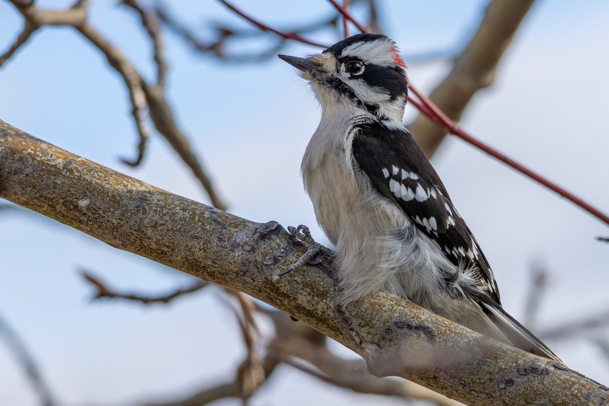 Downy Woodpecker - ML645552804