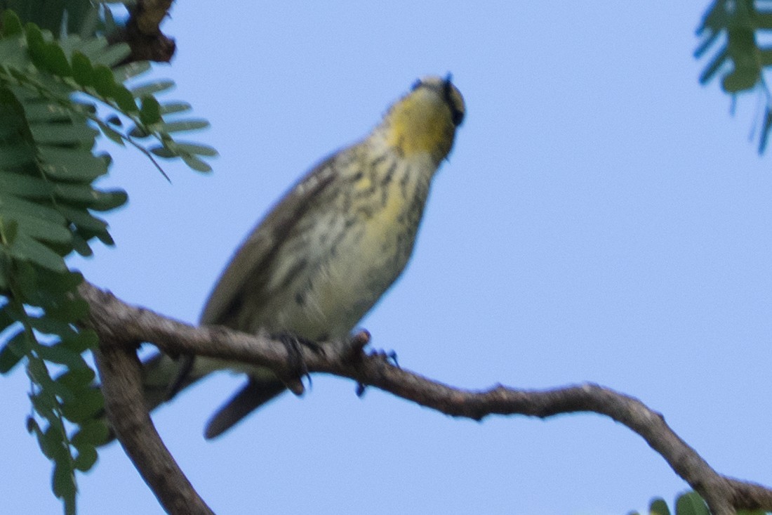 ホオアカアメリカムシクイ - ML645552813