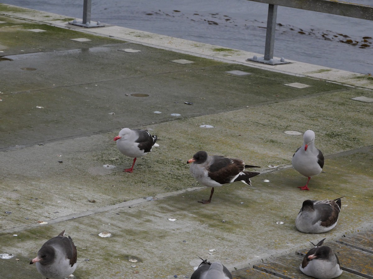 Dolphin Gull - ML645552824