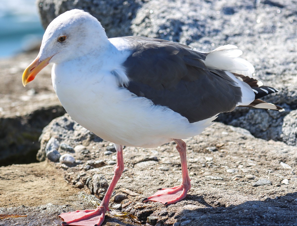 アメリカオオセグロカモメ - ML645552833