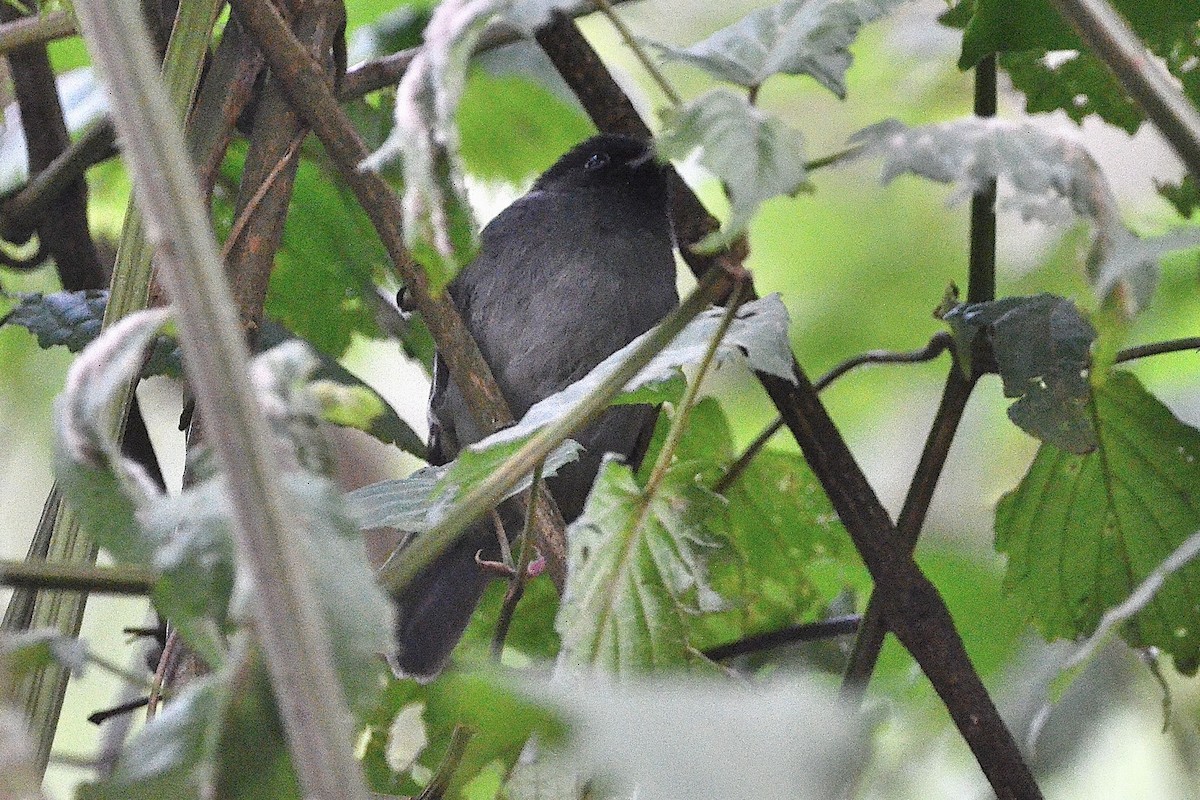 Albertine Boubou - ML645552855