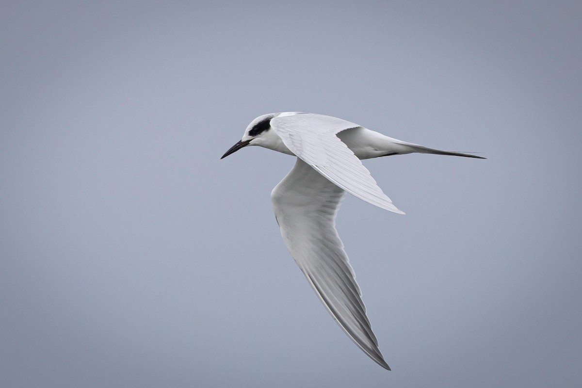 Forster's Tern - ML645552860