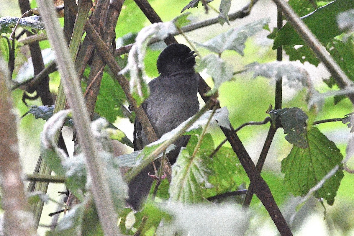 Albertine Boubou - ML645552869