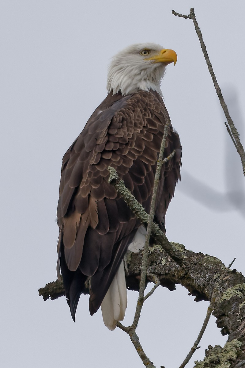 Bald Eagle - ML645552927