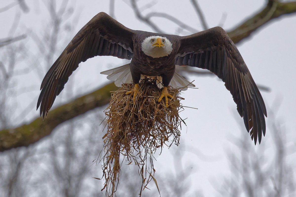 Bald Eagle - ML645552928
