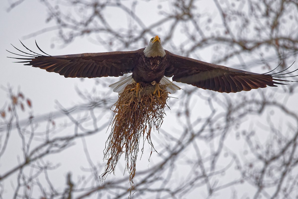 Bald Eagle - ML645552929