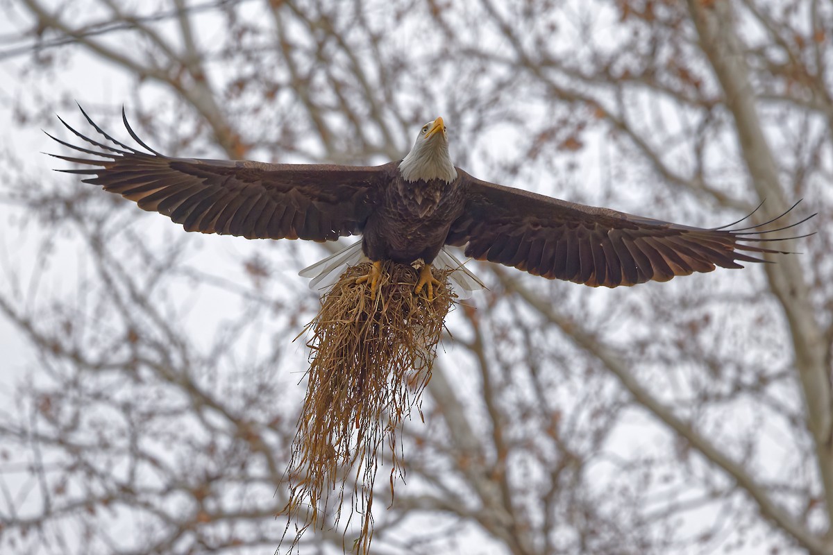 Bald Eagle - ML645552930