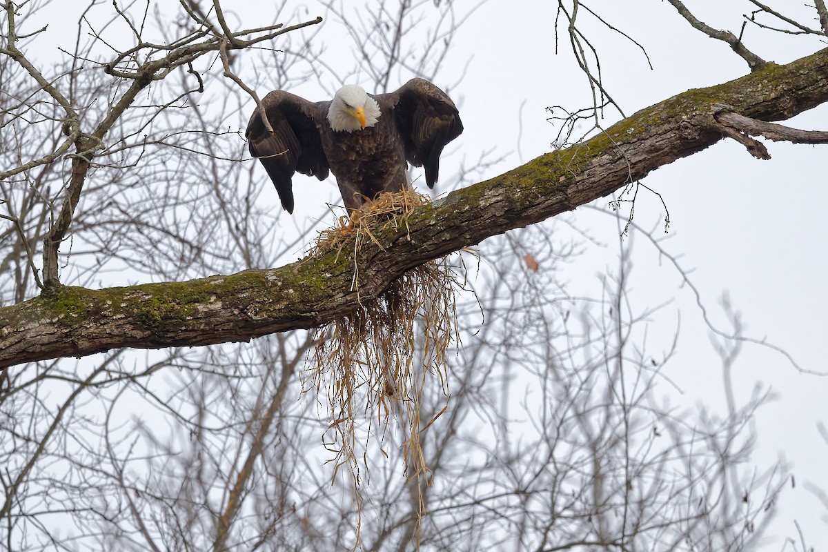 Bald Eagle - ML645552931