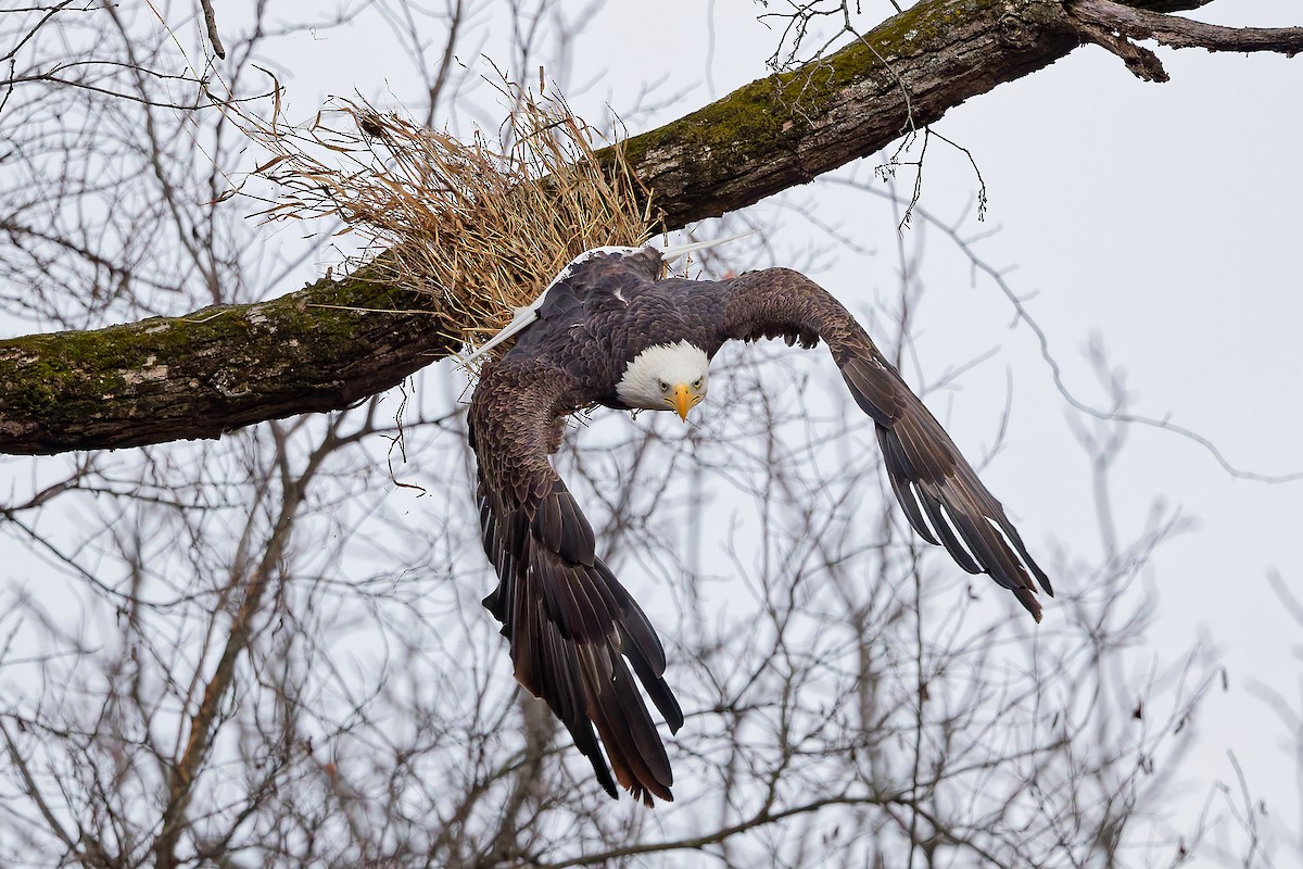 Bald Eagle - ML645552932