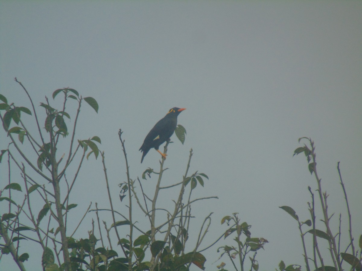 loskuták jižní - ML645552962