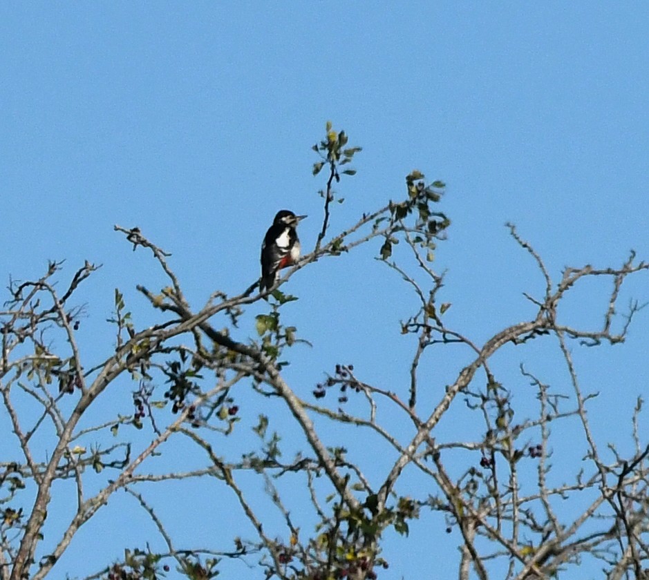 Great Spotted Woodpecker (Great Spotted) - ML645552965