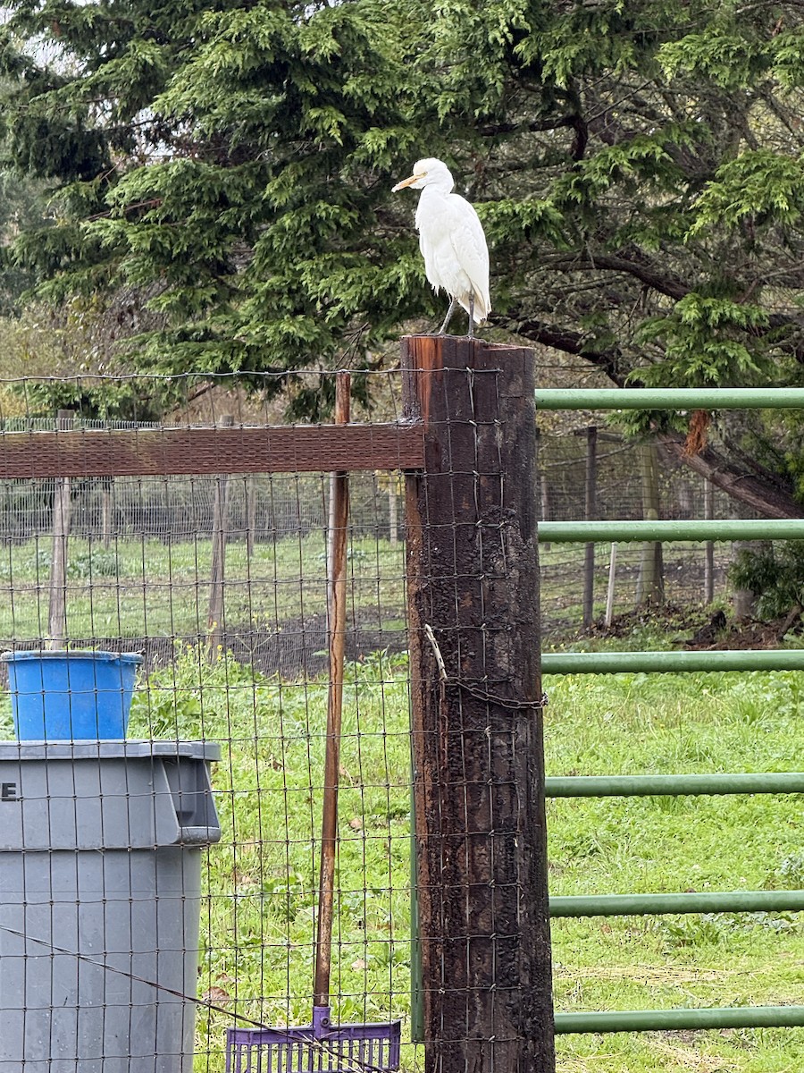 Western Cattle-Egret - ML645552966