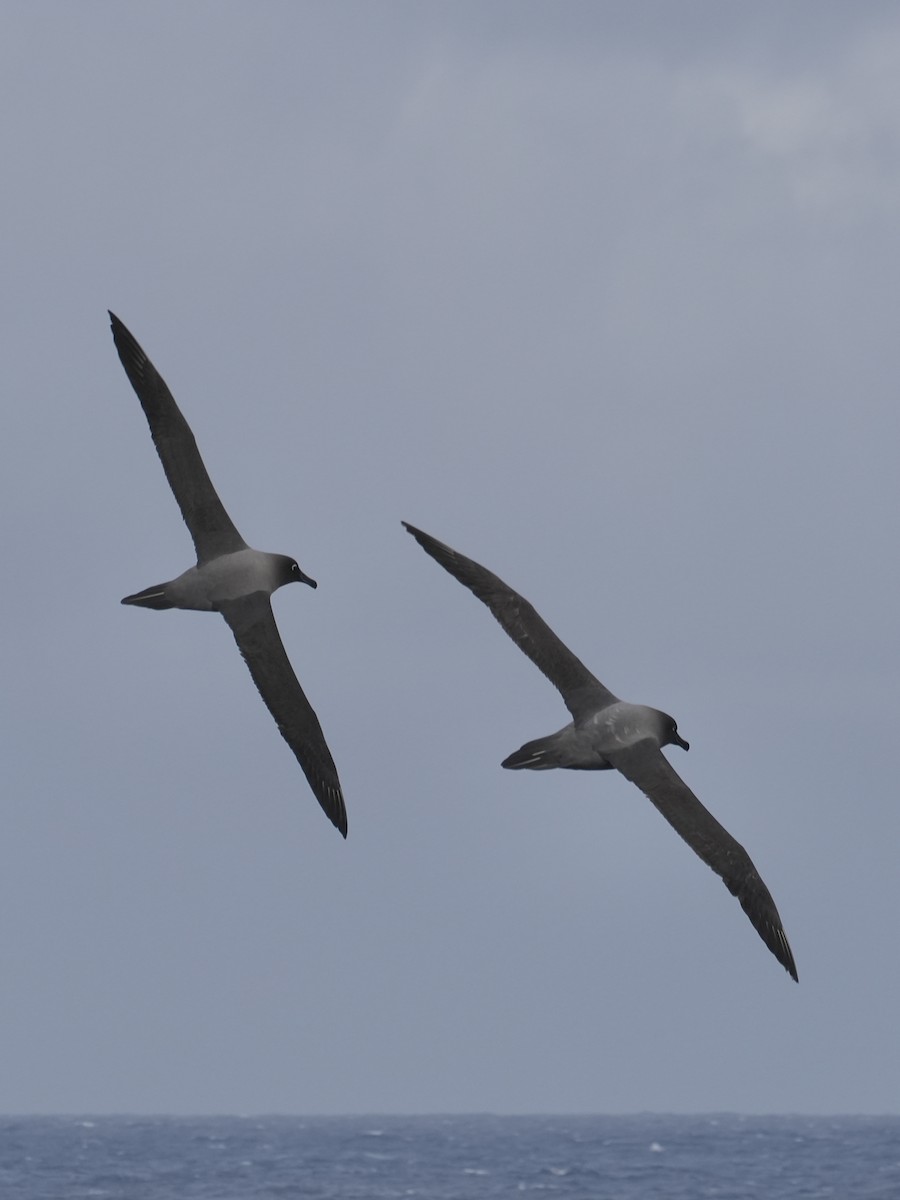 Albatros hauskara - ML645552969