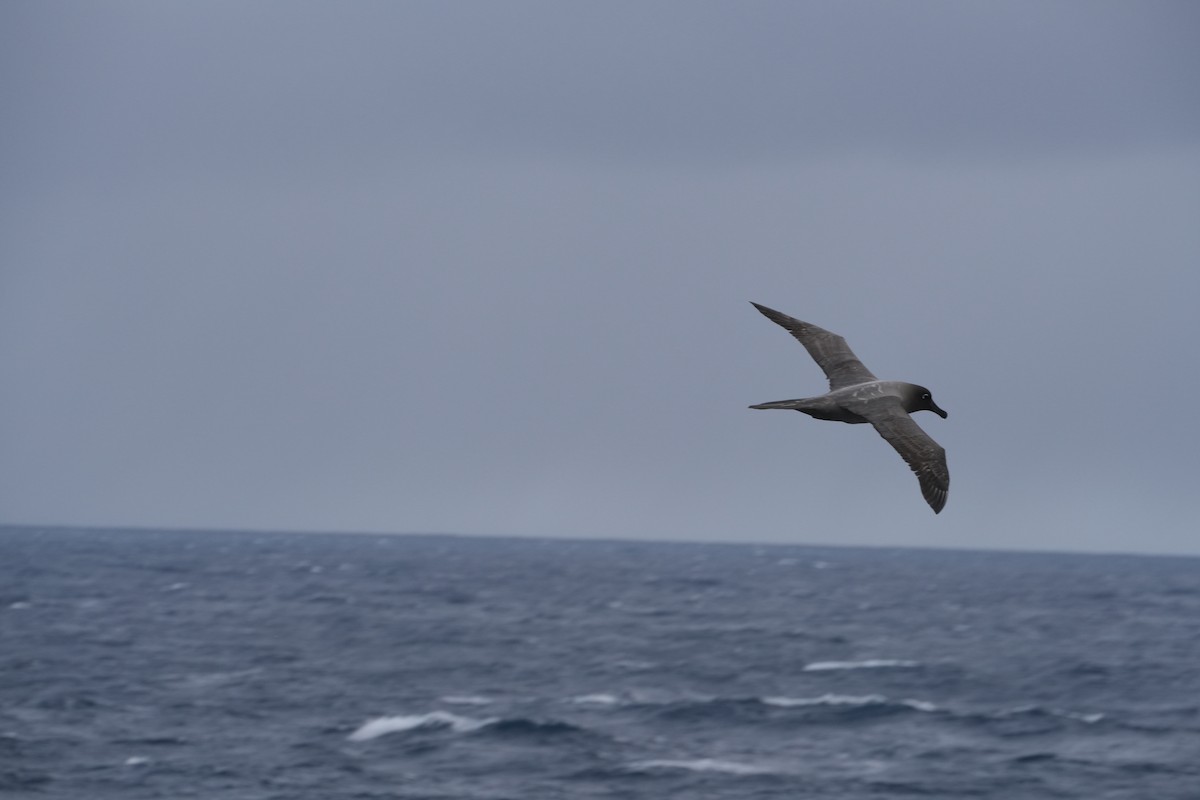 Albatros hauskara - ML645552971