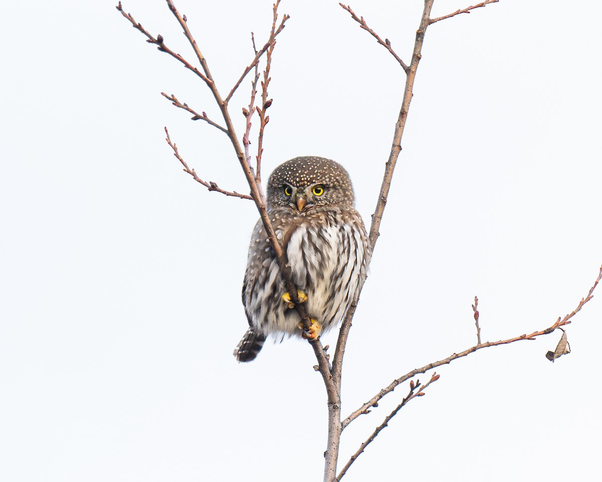 Northern Pygmy-Owl - ML645552973