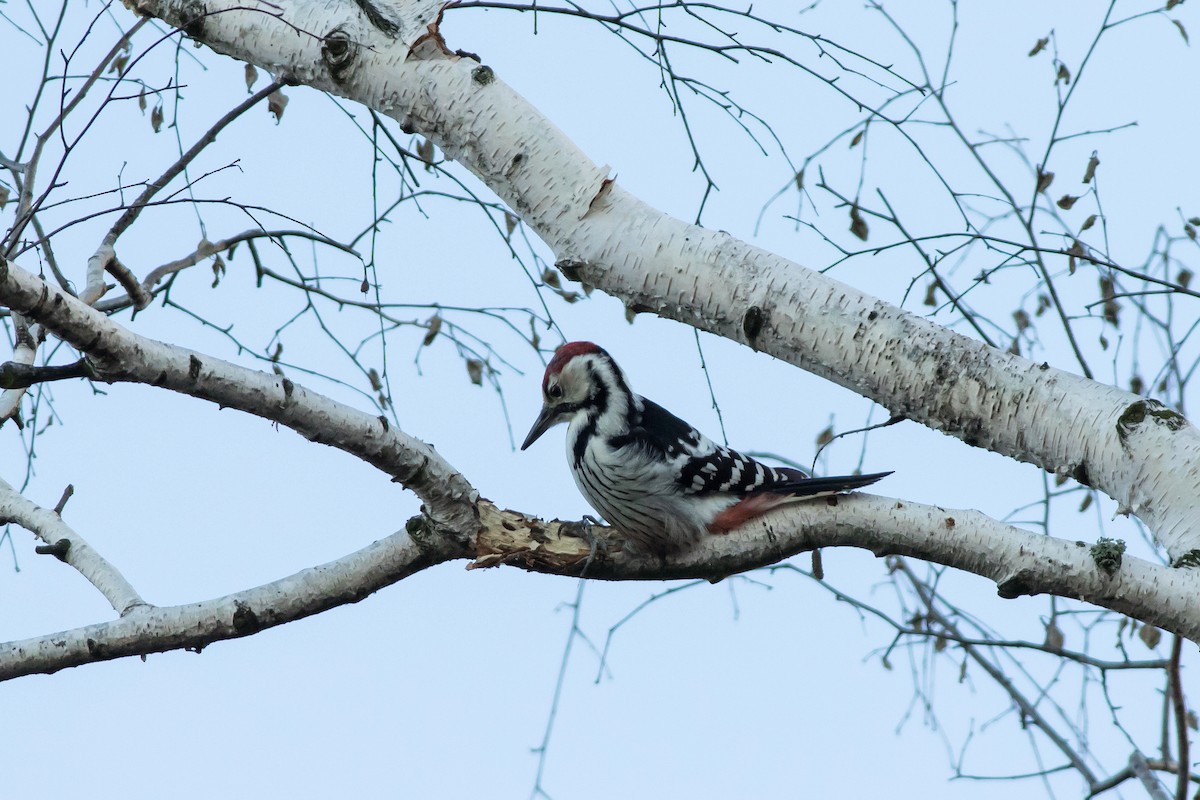 White-backed Woodpecker - ML645552975