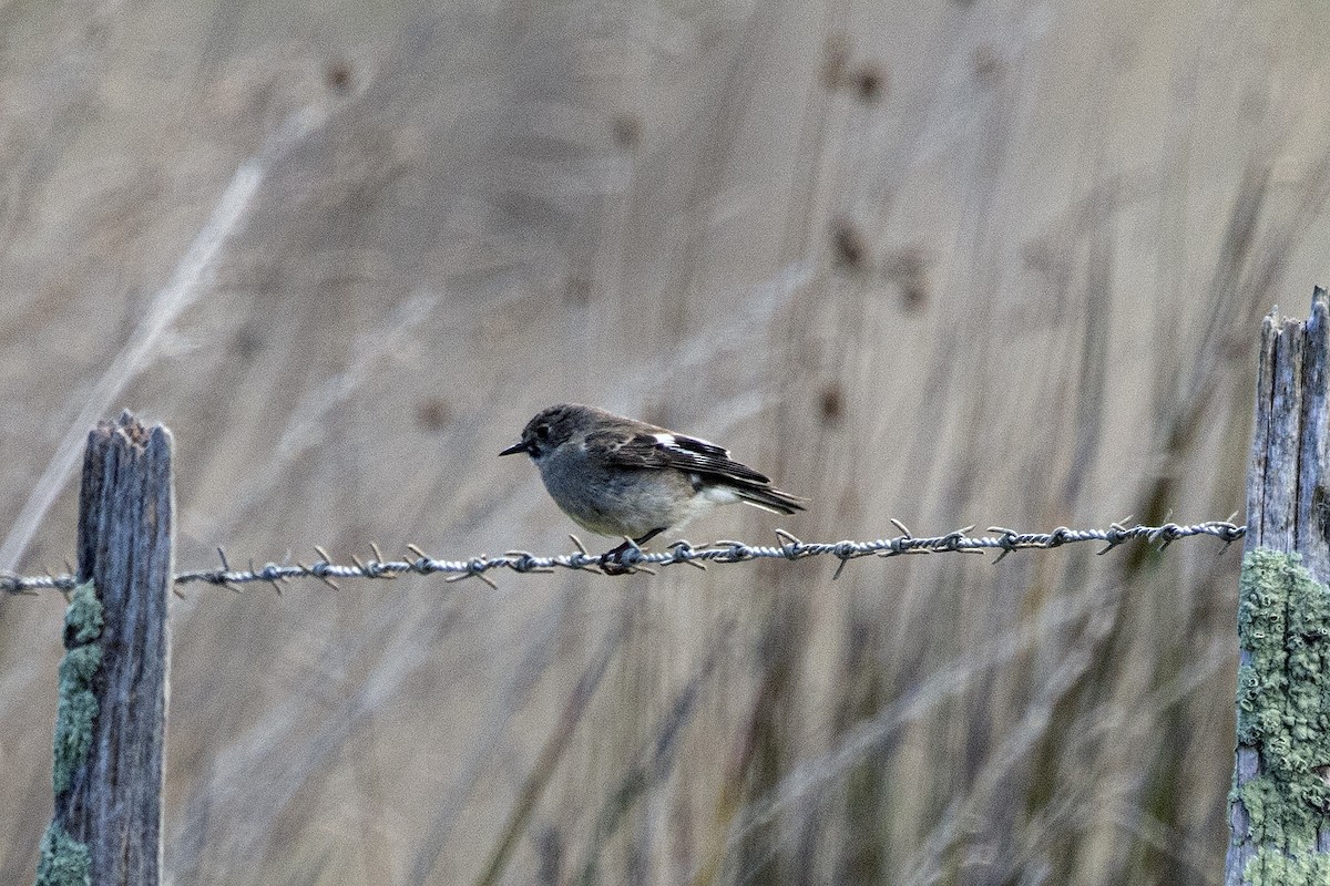 Flame Robin - ML645552979