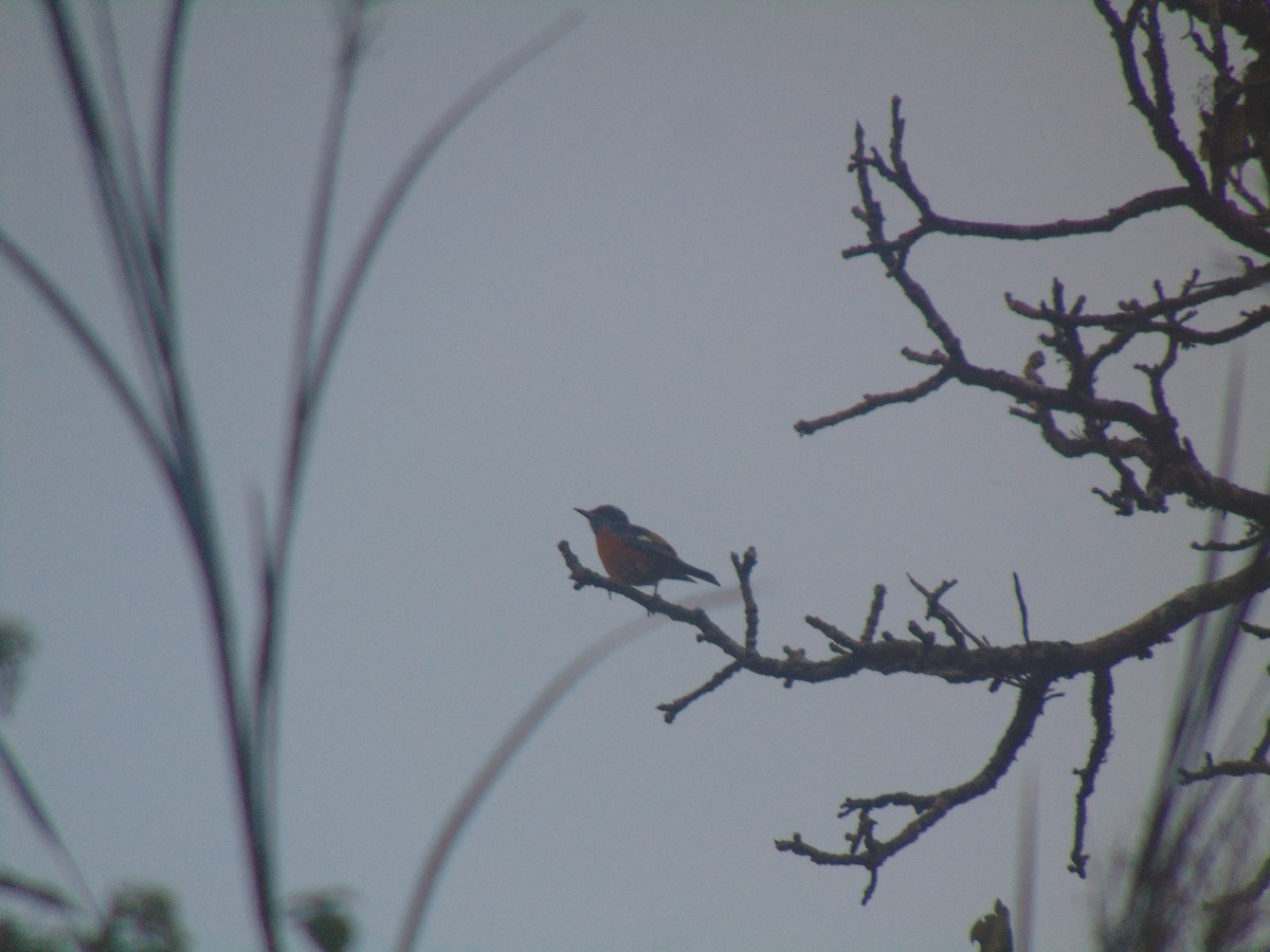 Blue-capped Rock-Thrush - ML645552991