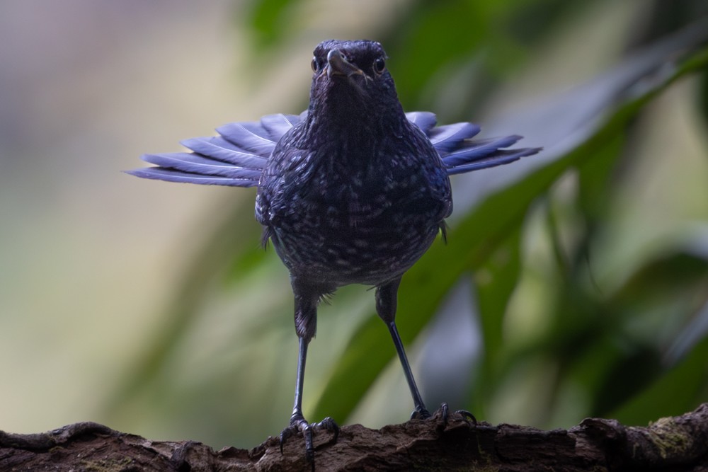 Blue Whistling-Thrush (Black-billed) - ML645552994