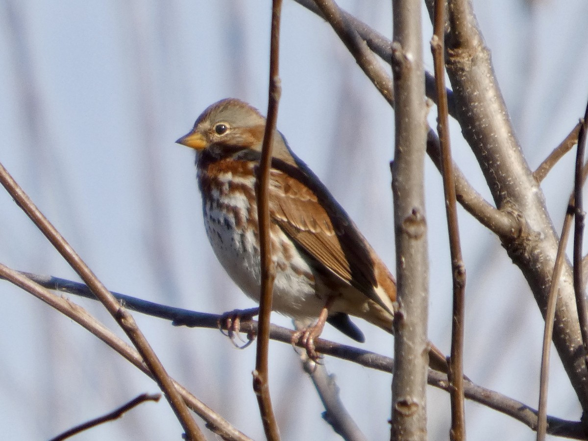 Fox Sparrow - ML645552995