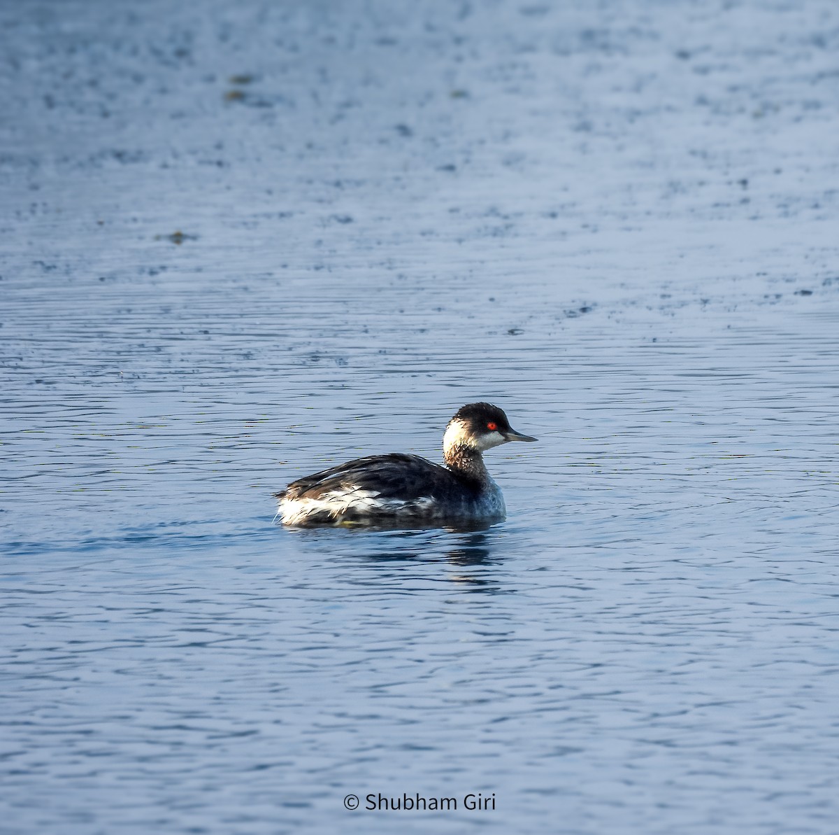 Черношейная поганка - ML645552998