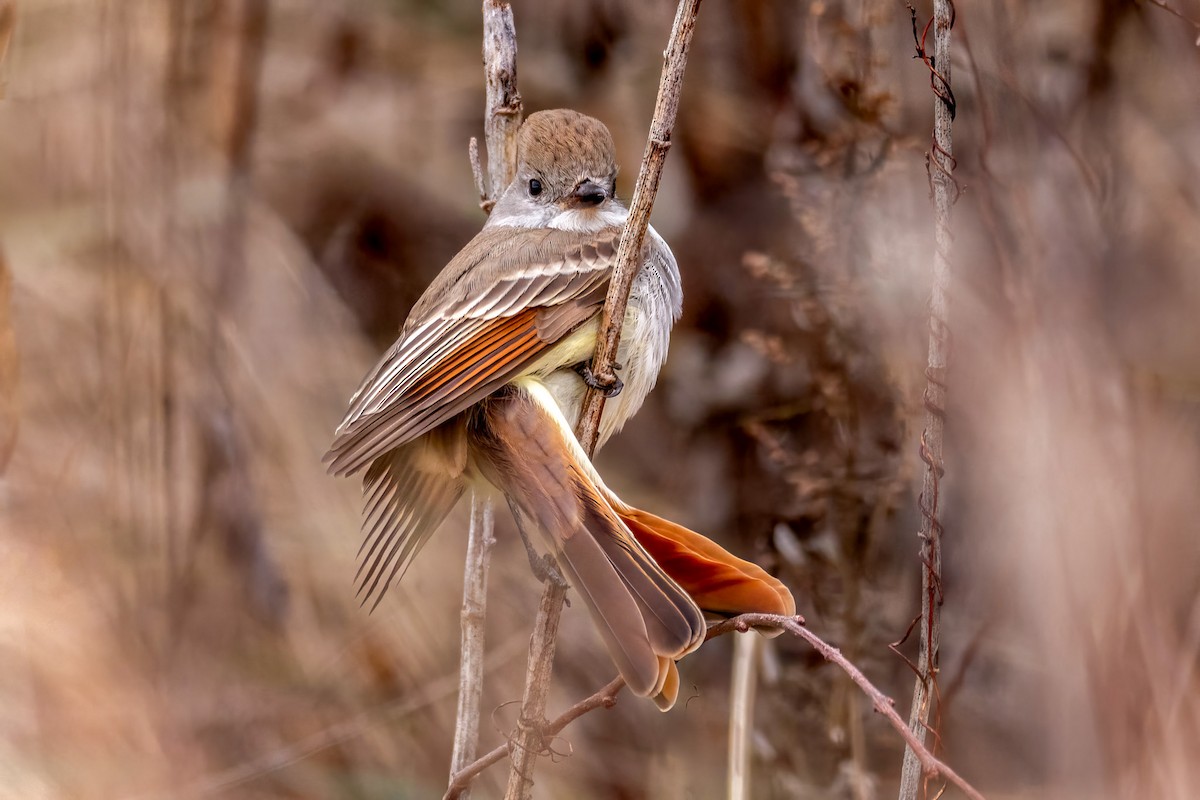 Ash-throated Flycatcher - ML645553015