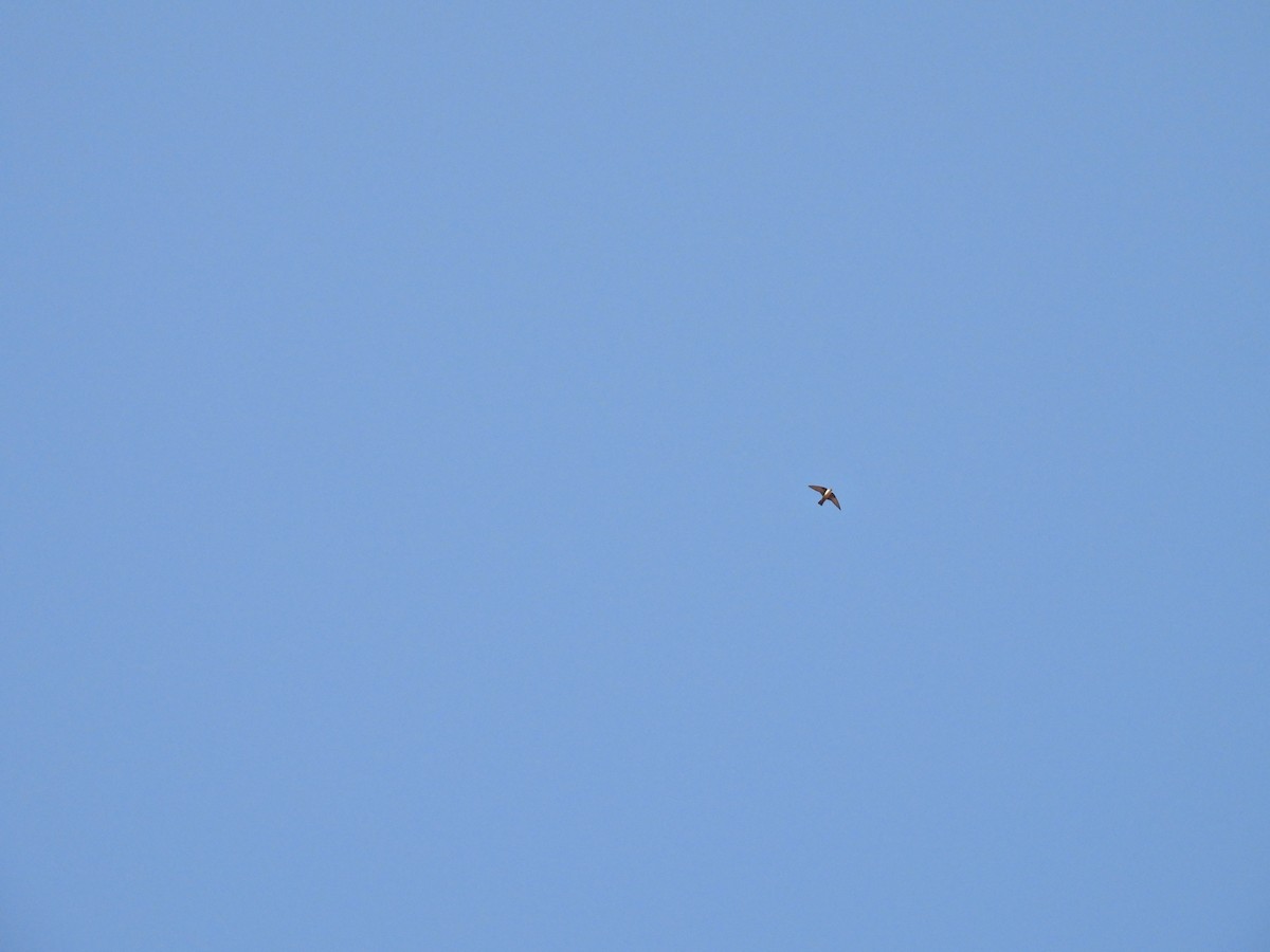 Eurasian Crag-Martin - ML645553023