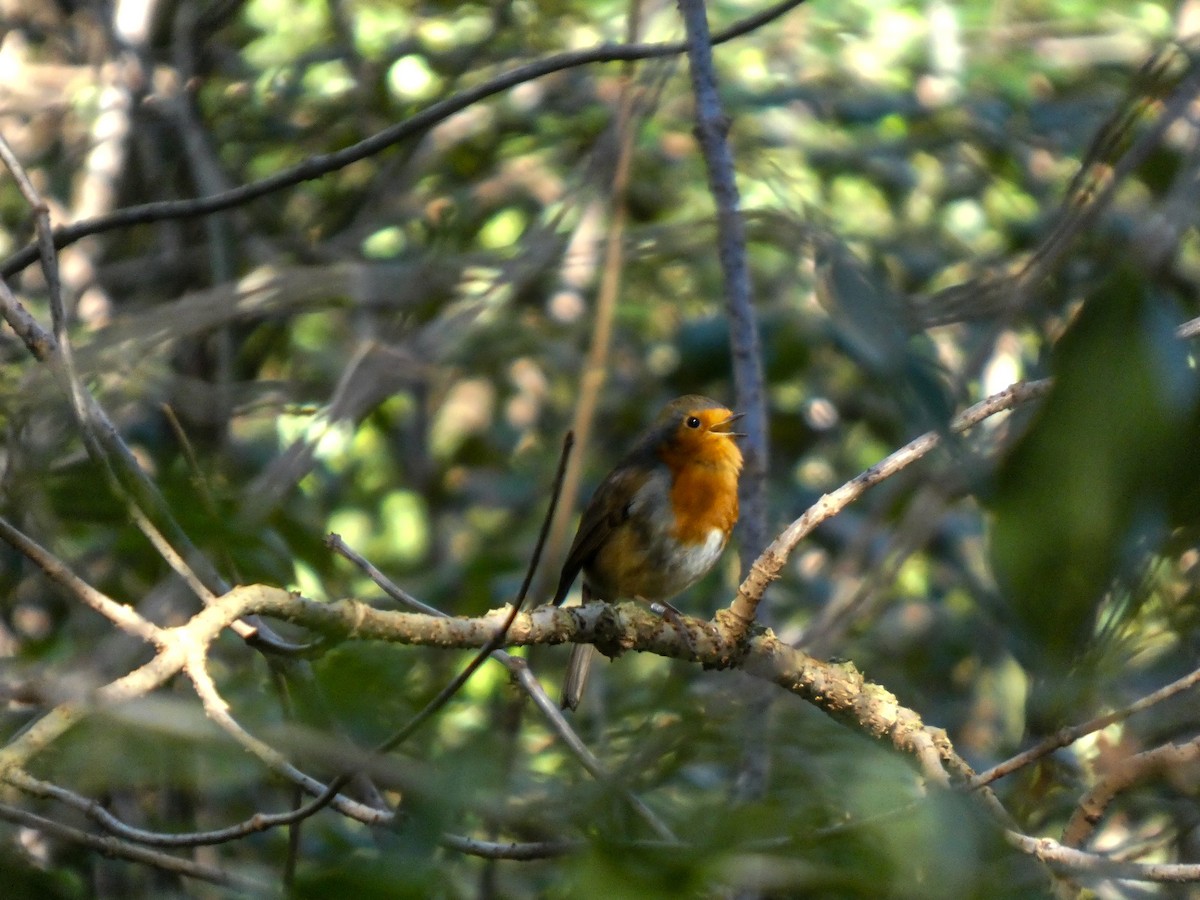 European Robin - ML645553026